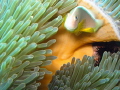   Anemone fish  